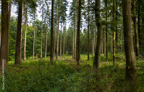 Forest trees. trees in the forest