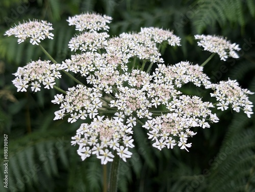 Flowers of Common Hogweed (Heracleum sphondylium) photo