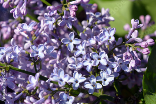 Bright, unusual plants, large bushes, colorful nature in summer. White purple flowering lilac bushes, Syringa, disambiguation, illuminated by bright sunlight. photo