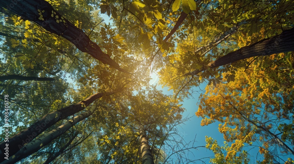 Obraz premium A tranquil scene of autumn foliage with sunbeams shining through, creating a warm and inviting atmosphere in the forest.