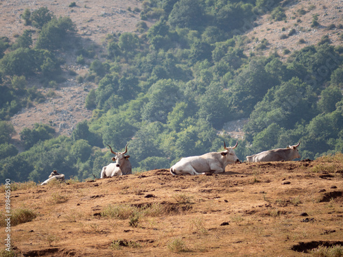 animali in libertà sulla piana di Segni, in provincia di Roma photo