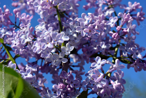 Bright, unusual plants, large bushes, colorful nature in summer. White purple flowering lilac bushes, Syringa, disambiguation, illuminated by bright sunlight. photo