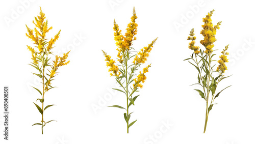 Fresh prairie goldenrod flowers