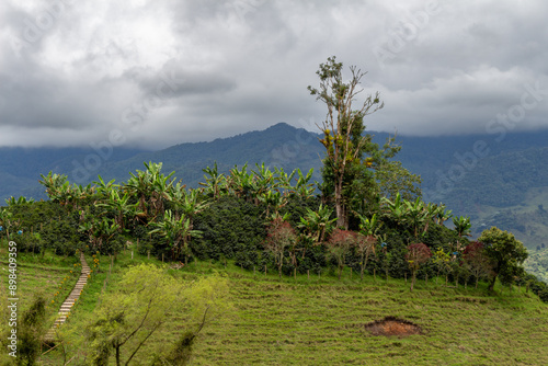 Coffee and banana crops in tne Andes Mountains of Jardin, Jardín, Antioquia, Colombia. Wooden stairs, hill, cloudy sky, fog. photo