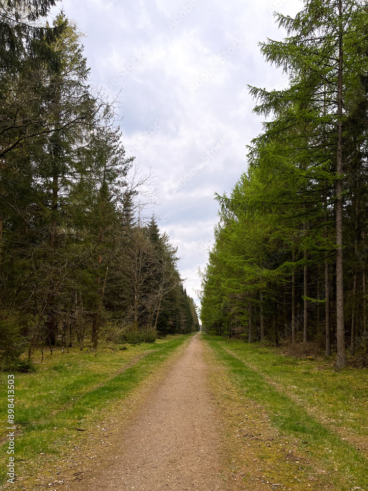 Fototapeta premium Path in a dense coniferous Scandinavian forest on a cloudy day. Hiking trail in the forest