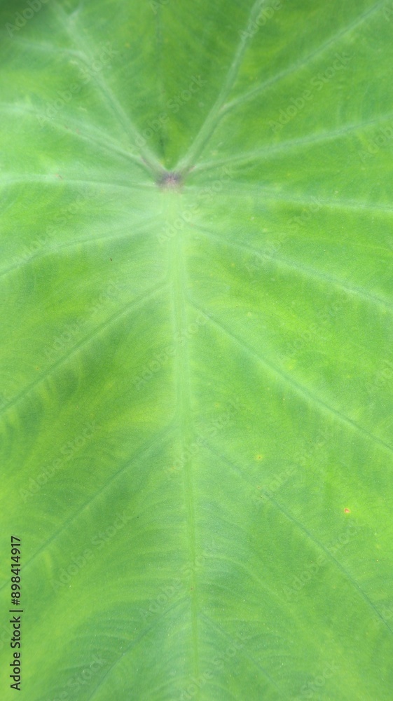 Caladium leaf bone pattern texture background Caladium leaf bone pattern texture background