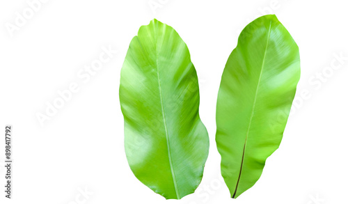 Cut-out image of a bird's nest fern on a white background with clipping paths.