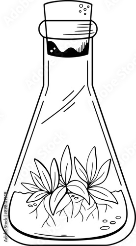 plant tissue culture in a beaker