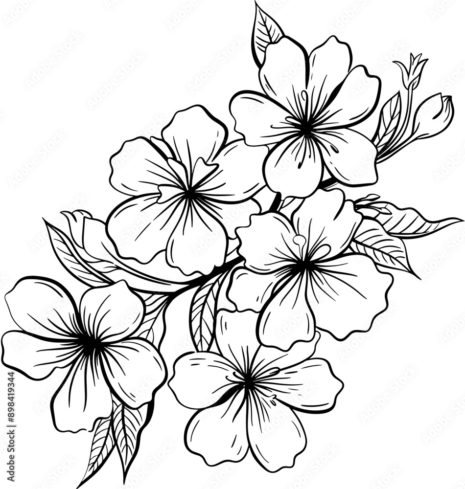 Manuka flower lineart Manuka flower lineart