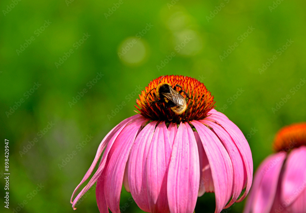 trzmiel na rózowej jeżówce, bumblebee on pink coneflower, Jeżówka purpurowa, Echinacea purpurea