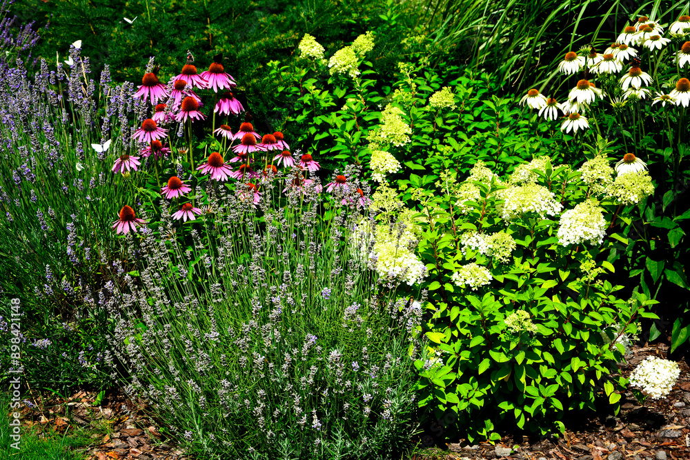 Jeżówki purpurowe, lawenda i Hortensja bukietowa lw ogrodzie, białe i rózowe kwiaty jeżówek, Echinacea purpurea, Hydrangea paniculata, jeżówka purpurowa, Purple coneflowers in the garden