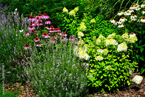 Obraz na płótnie Jeżówki purpurowe, lawenda i Hortensja bukietowa lw ogrodzie, białe i rózowe kwiaty jeżówek, Echinacea purpurea, Hydrangea paniculata, jeżówka purpurowa, Purple coneflowers in the garden w salonie