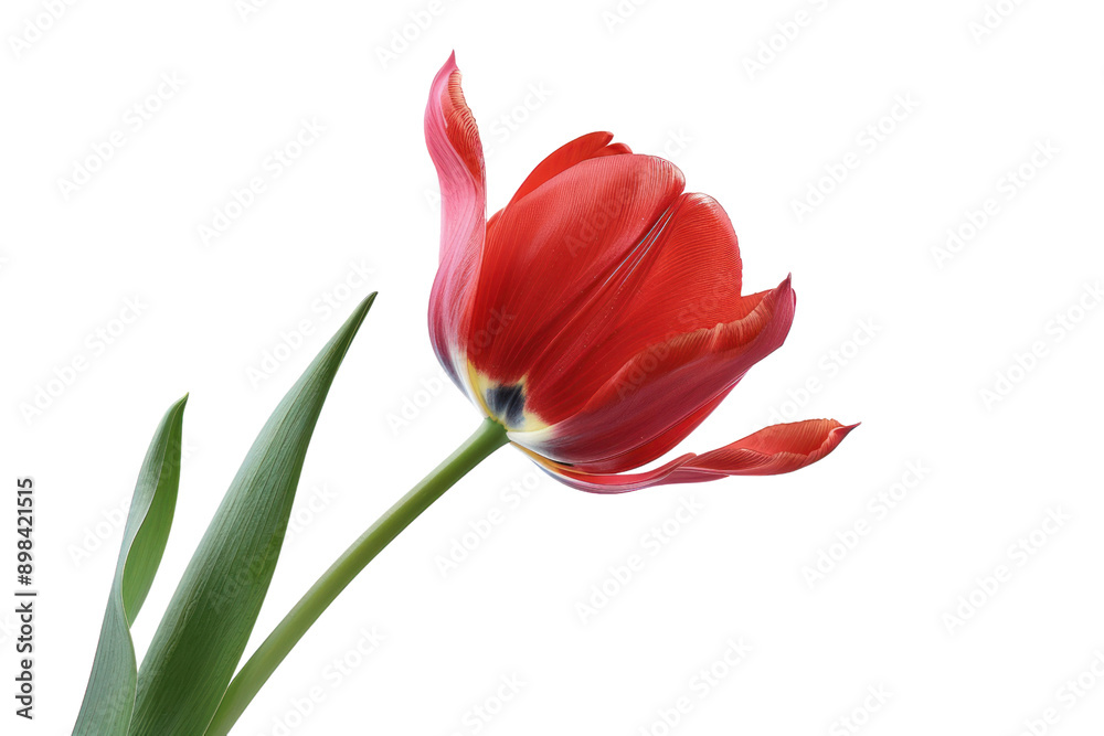A single striped parrot tulip in full bloom, isolated on a white background. A single striped parrot tulip in full bloom, isolated on a white background.