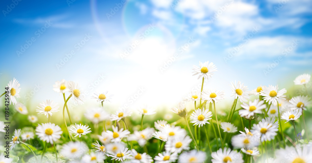 Fresh real daisy flowers, blossoms, growing in meadow grass on a warm sunny spring summer day with a bright sunlit blue sky background