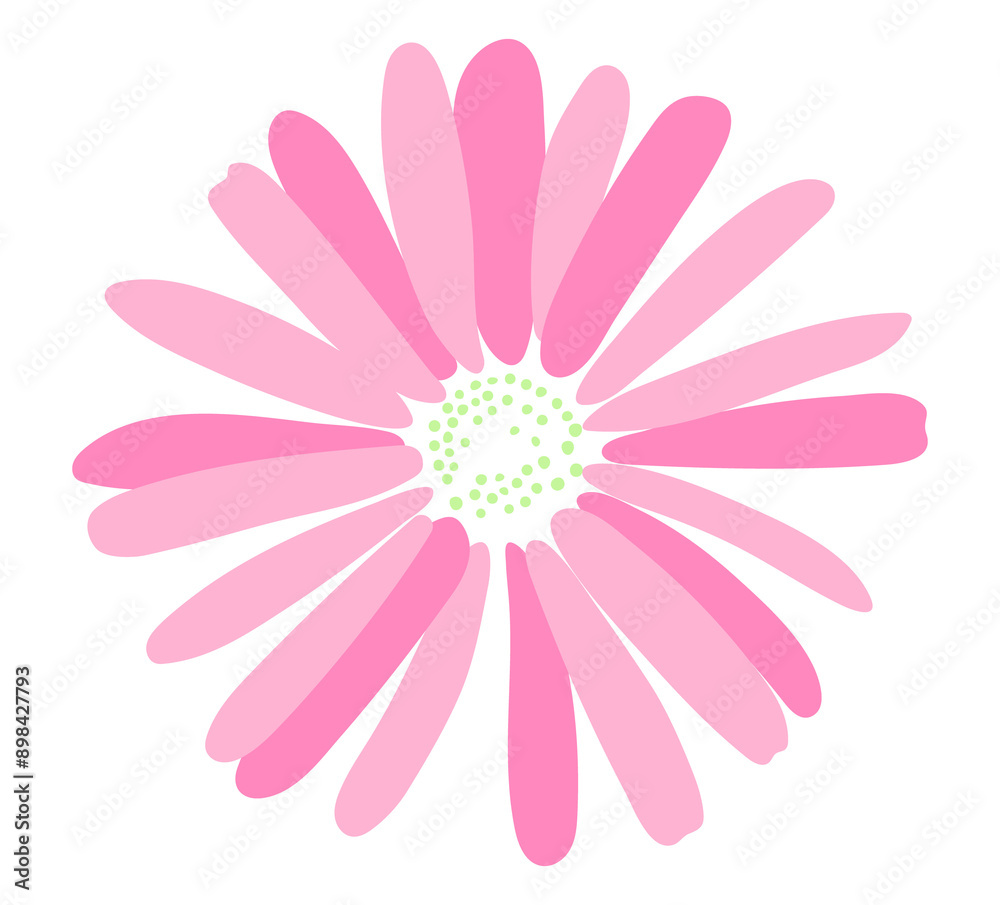 pink daisy flower isolated on background