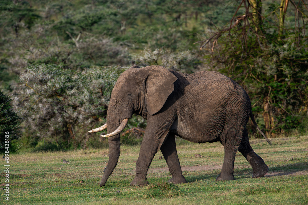 Fototapeta premium Kenyan Elephants, 
