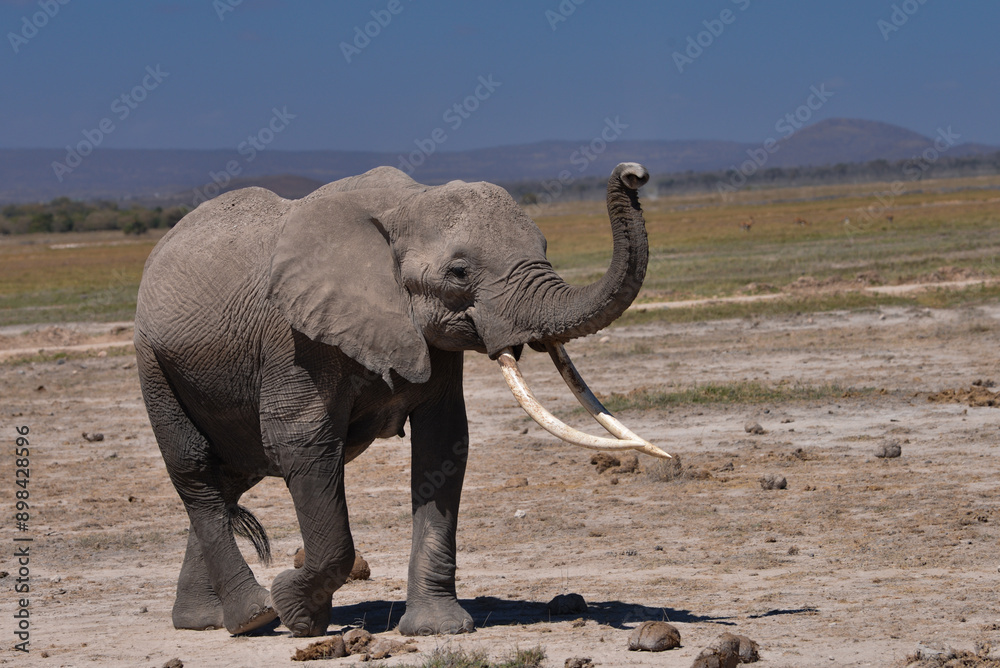 Obraz premium Kenyan Elephants, 