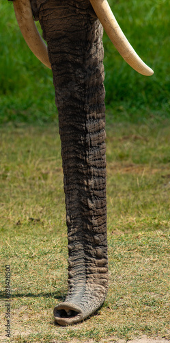 Kenyan Elephants, 