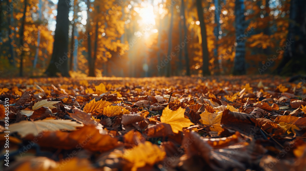 autumn in the forest autumn in the forest