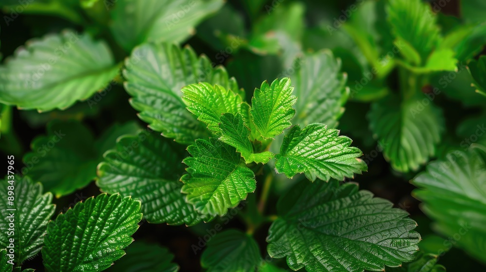 Foliage of a vibrant strawberry plant Foliage of a vibrant strawberry plant