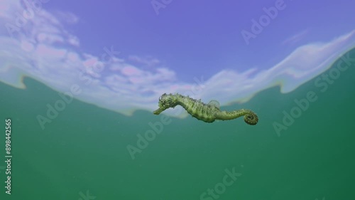 Low-angle shot of Long Snouted Seahorse (Hippocampus guttulatus) swimming below water surface on blue sky with clouds background, Close up, Slow motion photo