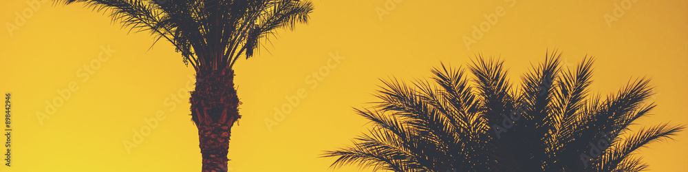 Palm leaves against the yellow sunset sky. Natural background. Horizontal banner