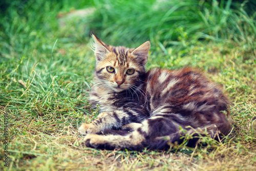 Cat in nature outdoors. Funny kitten lying in the garden on a sunny summer day. Horizontal banner