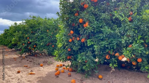 large ripe oranges on the tree and on the ground, orange trees 4K