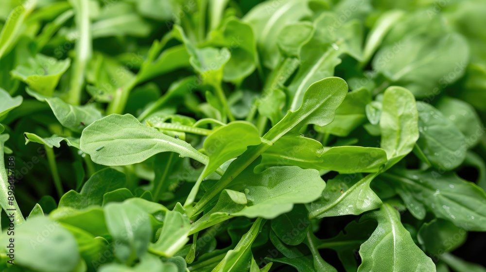 Fresh hydroponic arugula with rich, dark green leaves in a controlled environment Fresh hydroponic arugula with rich, dark green leaves in a controlled environment