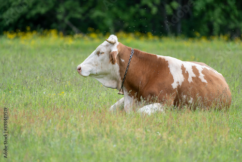 Simmental domestic cow (Bos taurus). A cow lies on green grass or a meadow. 