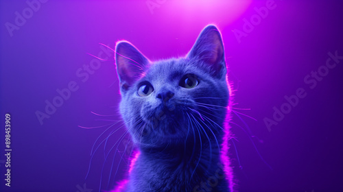 colorful image of cat in front of purple background studio shot