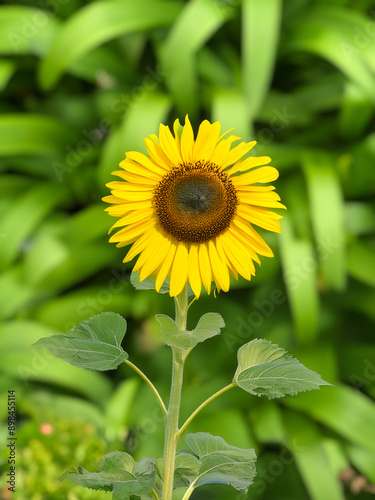 sunflower in the garden