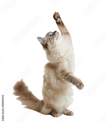 Full body shot of Ragdoll Cat standing on hind legs and reaches up. Standing on two legs. White background, isolated.