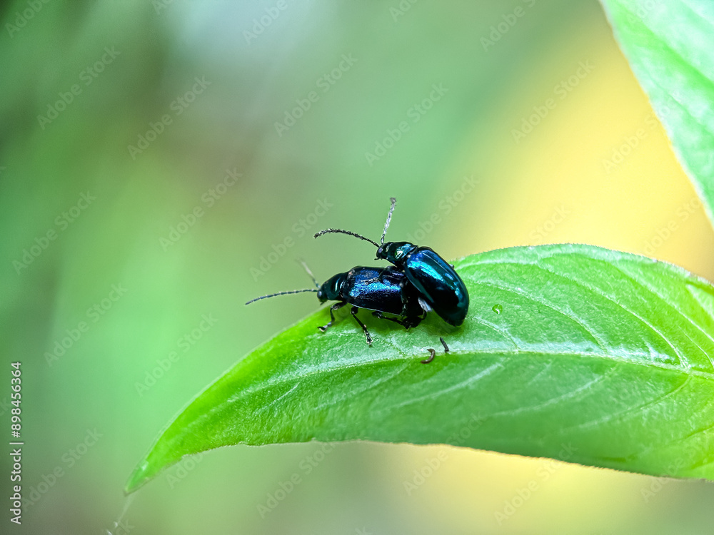 Close-up of the blue mint leaf beetle or the Latin name Chrysolina coerulans Close-up of the blue mint leaf beetle or the Latin name Chrysolina coerulans