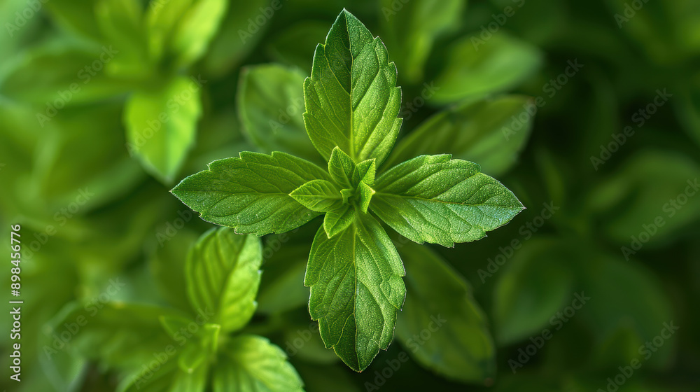 A close up of a green leafy plant with a leafy green stem. The leaf is pointed and has a green color A close up of a green leafy plant with a leafy green stem. The leaf is pointed and has a green color