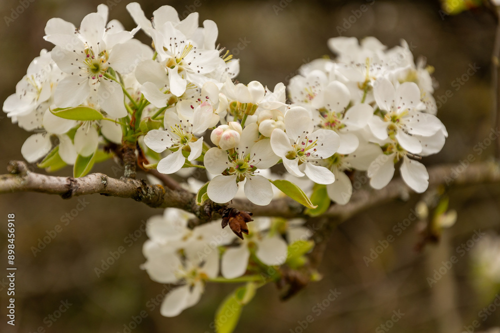 White Cherry blossoms. Cherry blossom trees full bloom. White Cherry blossoms. Cherry blossom trees full bloom.