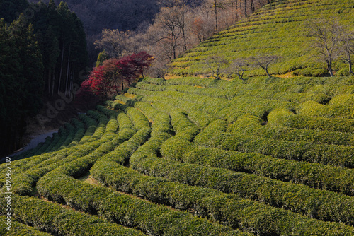 the vibrant green tea plantation of Boseong in South Korea