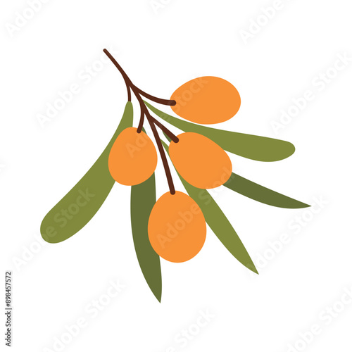 Branch of sea buckthorn berries on white background . Botanical illustration of berries, leaves