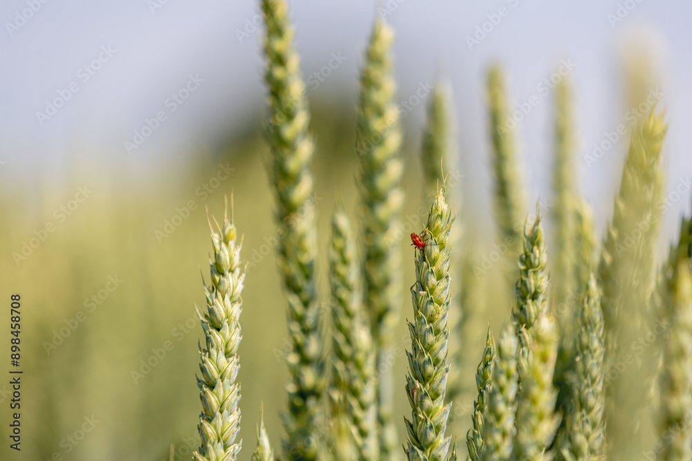 Fototapeta premium Red soft-bodied beetle on a wheat ear