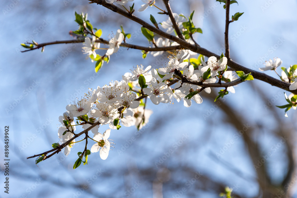 White Cherry blossoms. Cherry blossom trees full bloom. White Cherry blossoms. Cherry blossom trees full bloom.