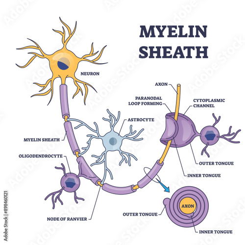 Myelin sheath layer for axon nerve with detailed structure outline diagram, transparent background. Labeled educational anatomy scheme with microbiological medical nervous system part illustration.