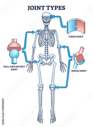 Joint types with fixed, hinge or ball and socket connections outline diagram, transparent background. Labeled educational medical scheme with skeletal system and bone support illustration.
