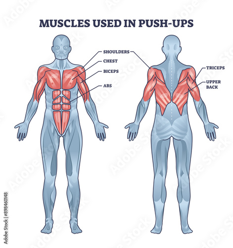 Muscles used in push ups sport activity with anatomical outline diagram, transparent background. Labeled educational medical description.