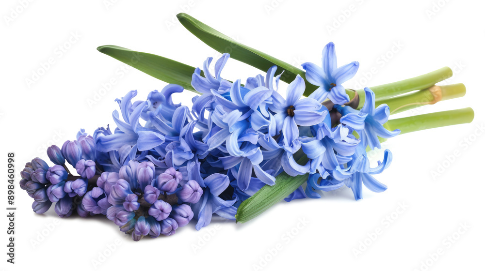 Naklejka premium Blue purple hyacinth flower isolated on transparent background