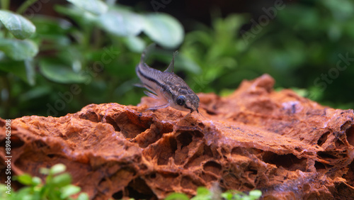 Pygmy Cory, Pygmy corydoras 