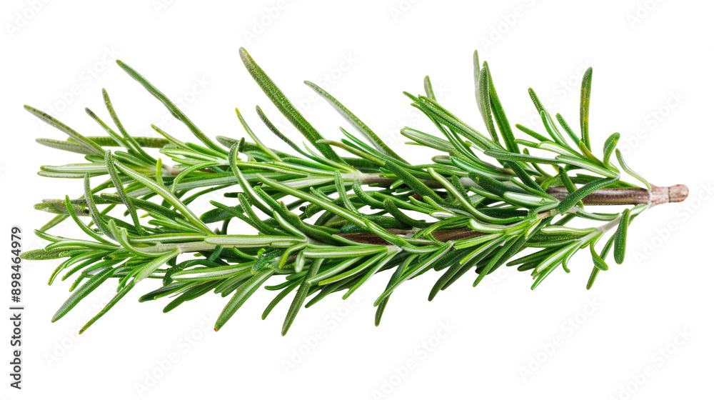 Branch of rosemary on transparent background Branch of rosemary on transparent background