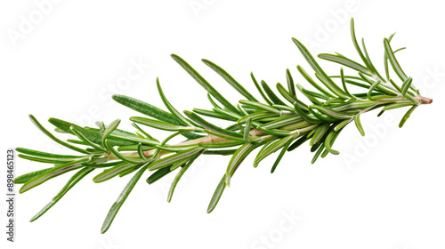 Branch of rosemary on transparent background