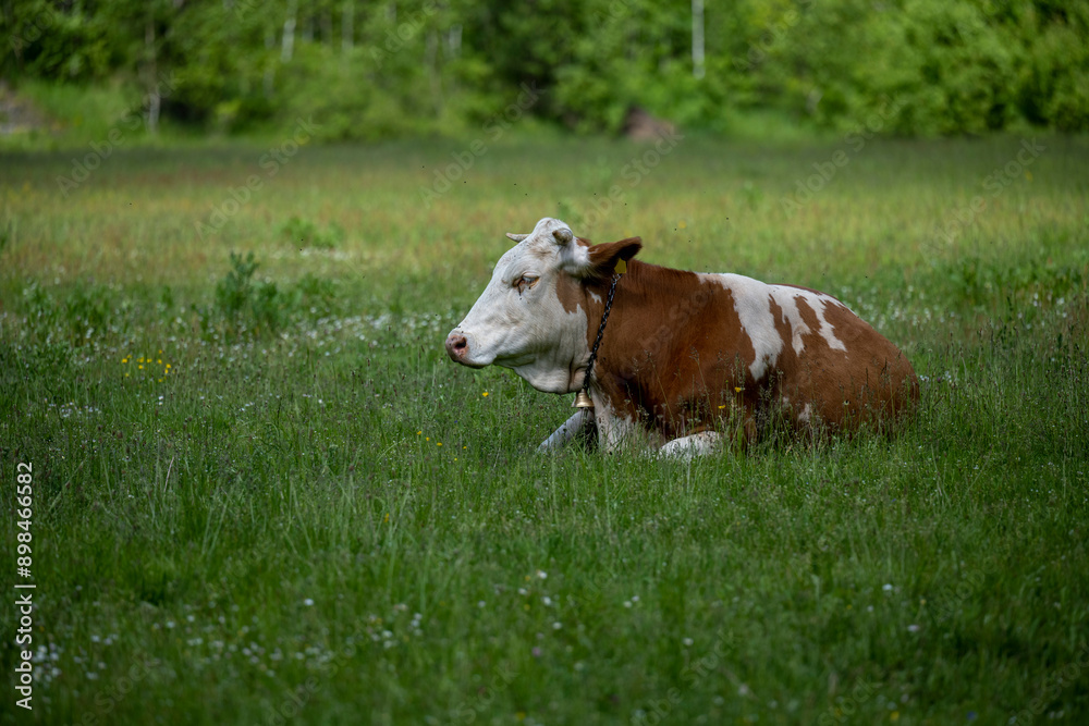 Simmental domestic cow (Bos taurus). A cow lies on green grass or a meadow.
Simmental domestic cow (Bos taurus). A cow lies on green grass or a meadow.