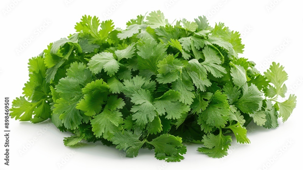 Vibrant Fresh Cilantro Leaves on White Background - Culinary Herb Isolation Vibrant Fresh Cilantro Leaves on White Background - Culinary Herb Isolation