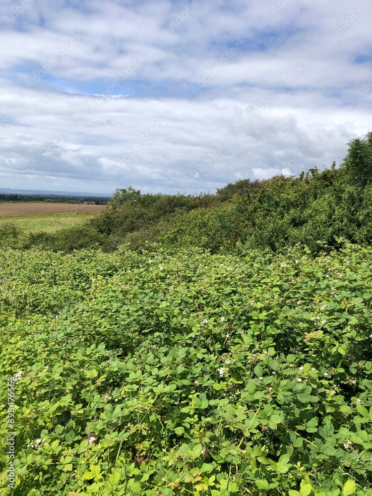Hedgerow brambles on a warm sunny day in North Yorkshire, England, United Kingdom Hedgerow brambles on a warm sunny day in North Yorkshire, England, United Kingdom